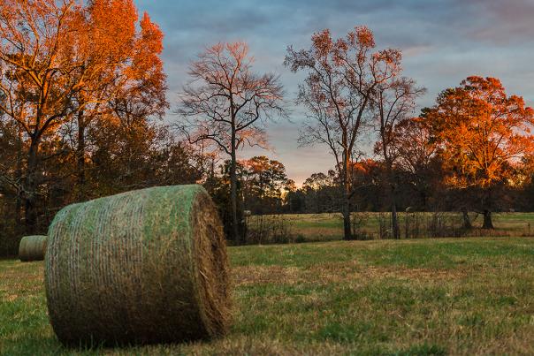 Hay bales in the fall on a farm in Johnston County, NC.