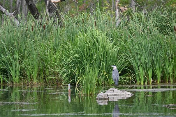 Sandy Bottom Park Bird