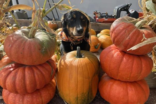 Leeward Farms Pumpkin Patch