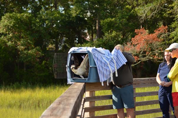 Lifeguard Rescues Osprey in Distress