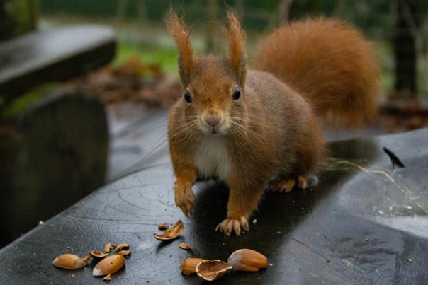 red squirrel