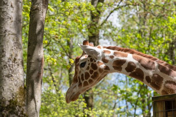 Meet Jethro the giraffe at Claws 'N' Paws Animal Park