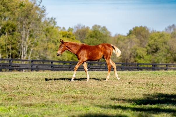 HorseSensing Foal