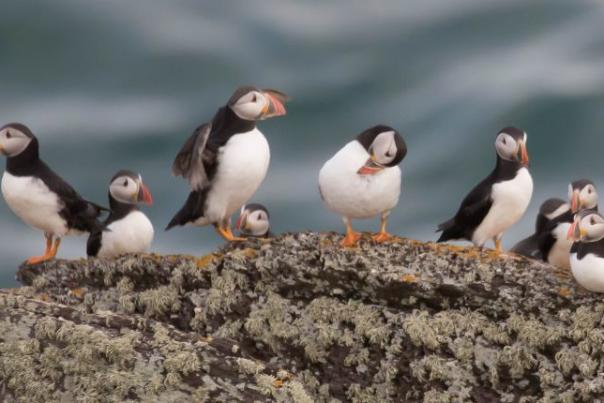 puffins