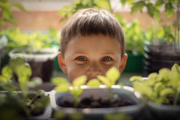 child looking at sprouts