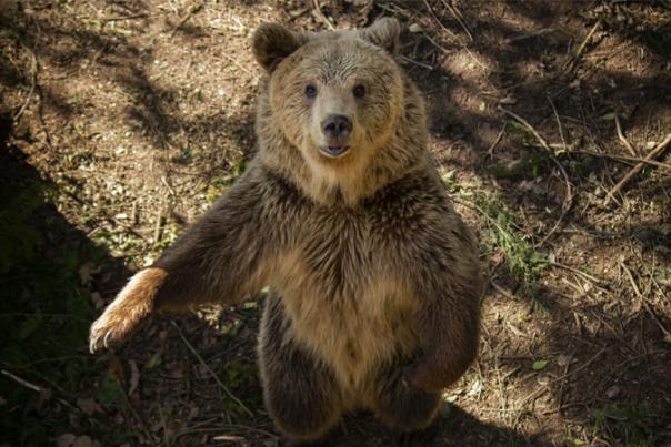 bear cub at wildwood escot