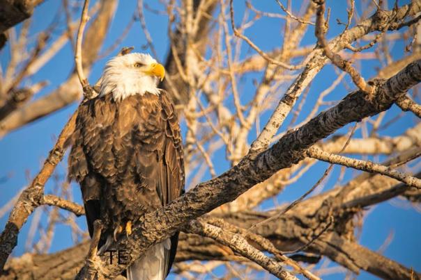 Eagle in Tree Lake Ogallala landscape