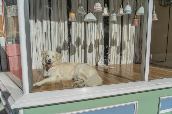 Dog-Friendly Spots in Downtown Richmond