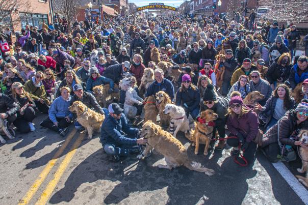Group shot of Goldens in Golden 2022 hundred of golden retrievers and their humans on Washington Ave. in downtown Golden, Colorado