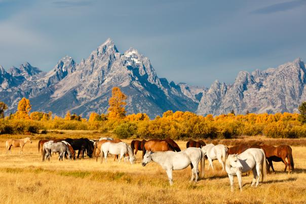 Fall & Horses in the Tetons