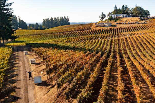 Harvest season at Sokol Blosser Winery
