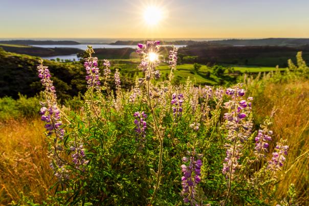 Wildflowers
