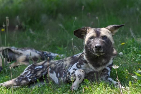 African Painted Dogs
