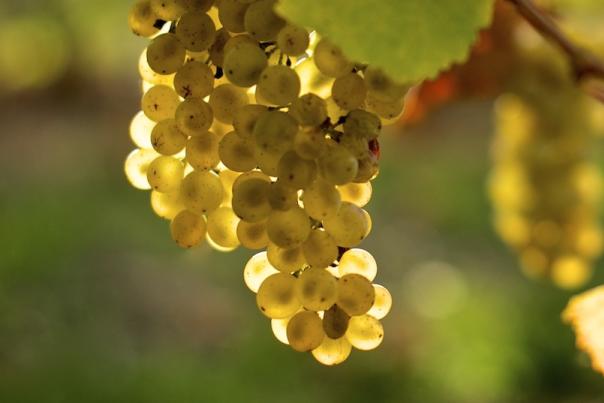 Chardonnay clusters on the vine.