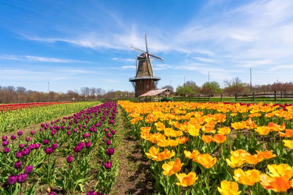 Tulip Field in Holland Michigan - Nick Irwin Images