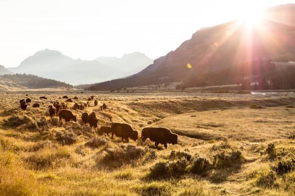 Road to Yellowstone