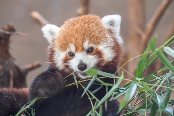 Red Panda