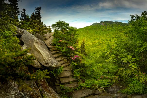 A stone stairway leads up a hillside lined with pink blooms. To the right of the hillside, in the distance a large brown and stone peak of a tree covered mountain can be seen.