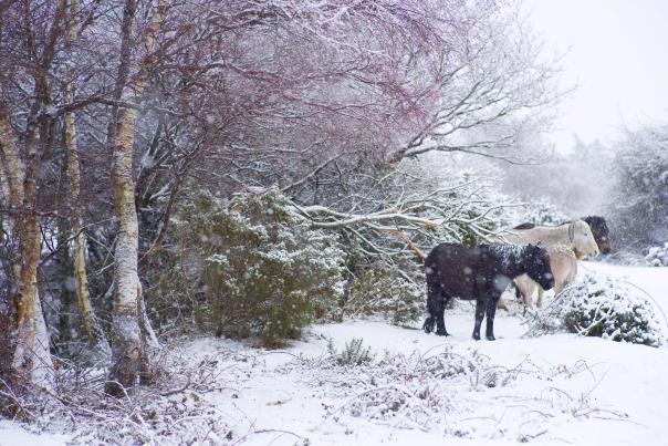 Ponies in the snow in the New Forest