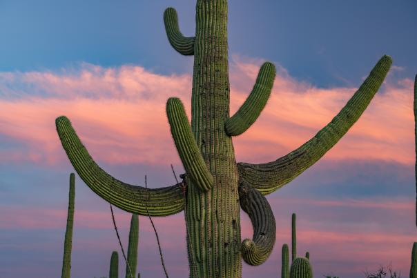 Close up of a Saguaro cactus at Sunset in Saguaro National Park
