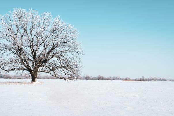 Winter in the Northwest suburbs of Chicago