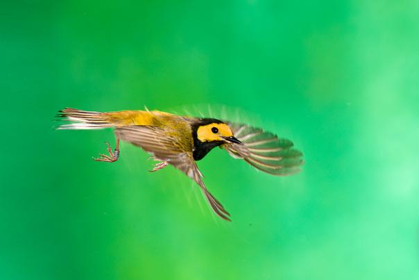 Yellow bird at Howell Woods Environmental Learning Center in Four Oaks, NC.