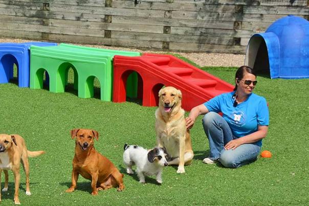 Provincetown Pet Resort