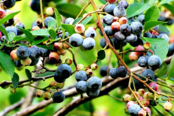 Blueberries on the vines at Creekside farms in Selma, NC.