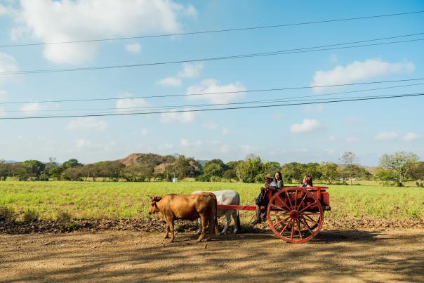 group of tourists in a cart pulled by cows in Hacienda San Isidro