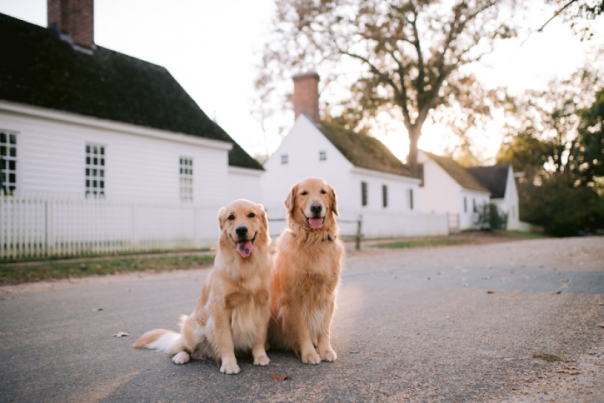 Dogs in front of a house