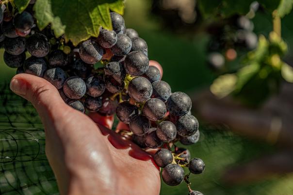 A hand cradling a cluster of ripe red grapes on the vine at Cana Vineyards in Middleburg, Virginia