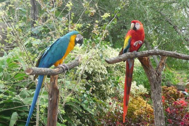Southside - Parrot Talk, South Texas Botanical Gardens