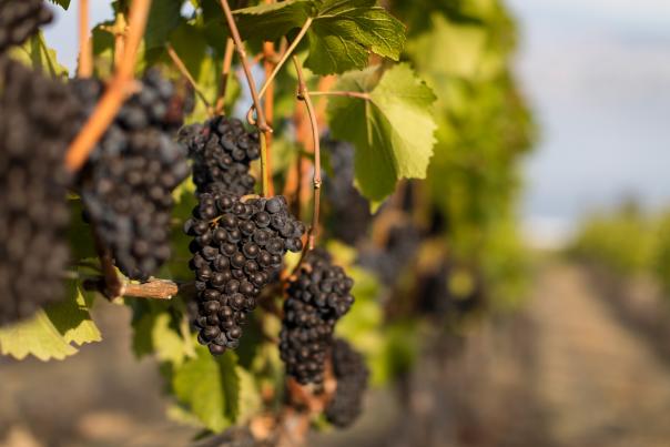 CedarCreek Estate Winery-Pinot Noir