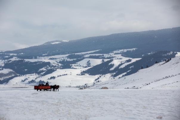 National Elk Refuge Sleigh Rides Jackson Hole Wyoming