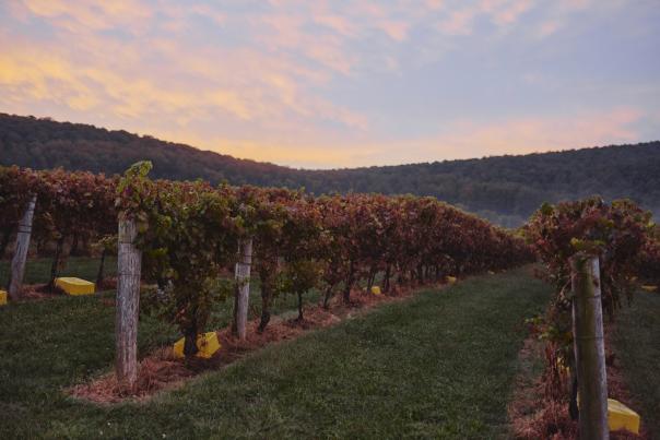 Grapevine rows with red fall foliage at dusk at Breaux Vineyards in Purcellville, Virginia