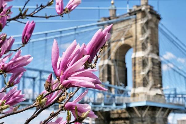 Image is of a purple flower blooming in spring with the Roebling bridge in the background.