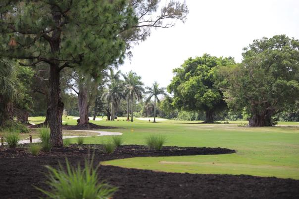 A beautifully manicured golf course with a mixture of large pine trees and palm trees.