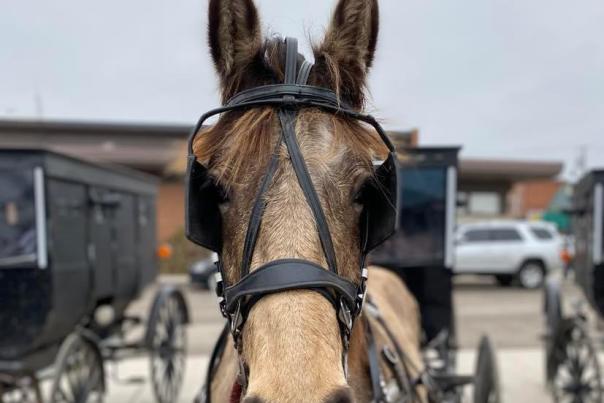 Horse buggy in Shipshewana