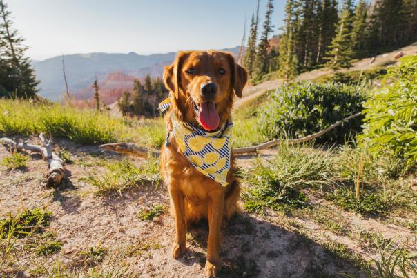 Pet Friendly Cedar Breaks