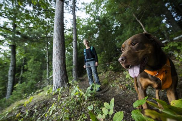 hiking with dog
