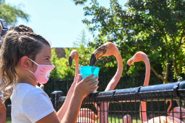 Girl feeding Flamingos during the Flamingo Mingle at the OKC Zoo