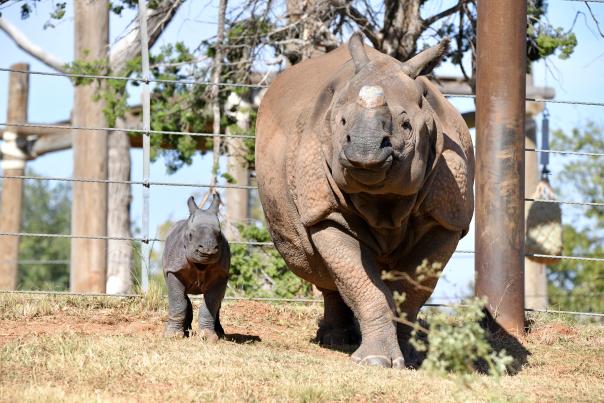 Female Indian rhinoceros calf and mother at the Oklahoma City Zoo