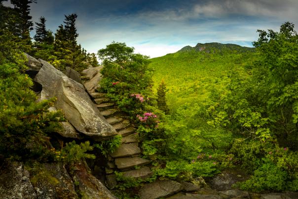 A stone stairway leads up a hillside lined with pink blooms. To the right of the hillside, in the distance a large brown and stone peak of a tree covered mountain can be seen.