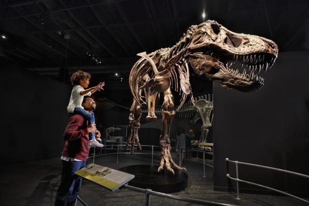 Father and son exploring the Dinosaur Exhibit at COSI