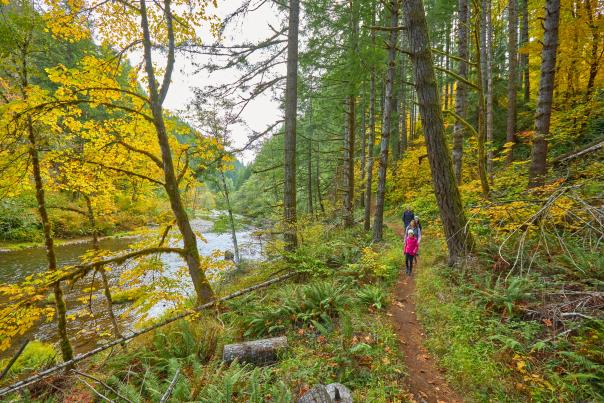 Four people hiking on a forested trail along a river in the fall. Many trees have leaves turning golden.