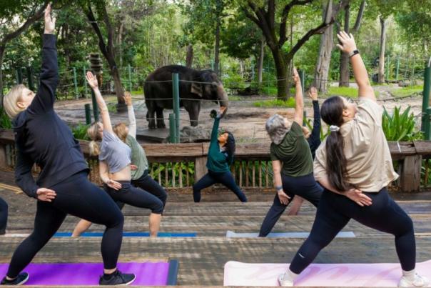 Yoga at Perth Zoo