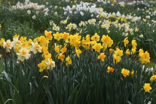 Joe Hamm's Daffodil Hortus