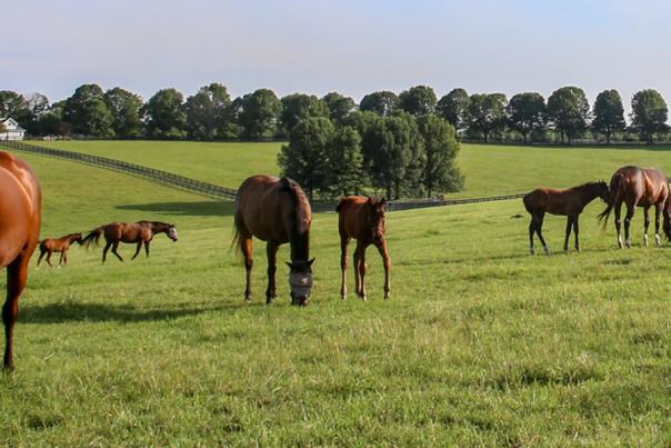 Horses in a Lexington, Kentucky field.