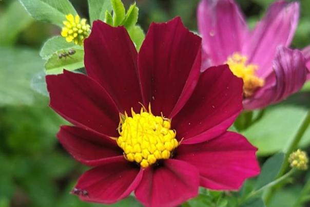 Red and pinks flowers at Kindred seedlings farm