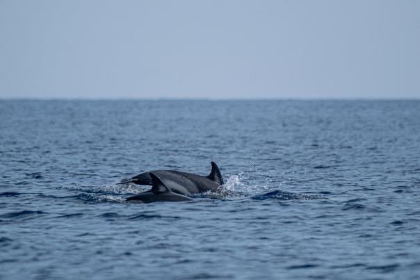 Avistamiento de delfines